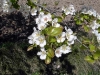 Blommande mandelträd, fotot insänt av Fernando, tack! © Copyright 2004, Fernando Garcia Martín          
