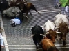 Till vänster i bild en tjurrusare som blir nertrampad i dagens farliga rusning