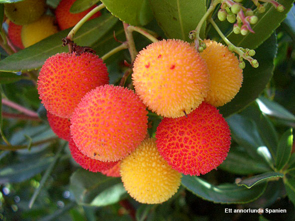 Smultronträdet, arbutus unedo